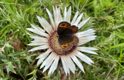 Weissbindiger Mohrenfalter auf Silberdistel (Foto: Maggie Widmer)